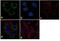Peroxiredoxin 3 antibody, PA3-752, Invitrogen Antibodies, Immunofluorescence image 