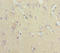 Neuroplastin antibody, LS-C676179, Lifespan Biosciences, Immunohistochemistry paraffin image 