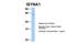 Inositol-3-Phosphate Synthase 1 antibody, PA5-44105, Invitrogen Antibodies, Western Blot image 