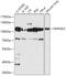 Mitogen-Activated Protein Kinase Kinase Kinase Kinase 2 antibody, 16-970, ProSci, Western Blot image 