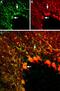 Potassium Voltage-Gated Channel Subfamily A Member 5 antibody, GTX16716, GeneTex, Immunohistochemistry frozen image 