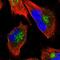 Clathrin Interactor 1 antibody, PA5-60308, Invitrogen Antibodies, Immunofluorescence image 