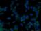 Src Homology 2 Domain Containing Transforming Protein D antibody, 20814-1-AP, Proteintech Group, Immunofluorescence image 