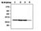Cyclin Dependent Kinase 7 antibody, MA5-17210, Invitrogen Antibodies, Western Blot image 