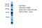 Lysine Demethylase 5B antibody, PA5-46720, Invitrogen Antibodies, Western Blot image 