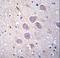 Protocadherin Alpha 5 antibody, LS-C163420, Lifespan Biosciences, Immunohistochemistry paraffin image 