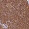 Hook Microtubule Tethering Protein 2 antibody, PA5-60400, Invitrogen Antibodies, Immunohistochemistry frozen image 