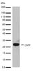 Ciliary Neurotrophic Factor antibody, 701358, Invitrogen Antibodies, Western Blot image 