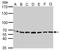 Stress Induced Phosphoprotein 1 antibody, TA308465, Origene, Western Blot image 