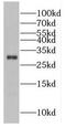 Protein FAM3D antibody, FNab02983, FineTest, Western Blot image 