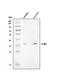 Absent In Melanoma 2 antibody, A00443-1, Boster Biological Technology, Western Blot image 