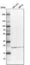 NOP16 Nucleolar Protein antibody, PA5-57693, Invitrogen Antibodies, Western Blot image 