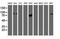 Golgi Membrane Protein 1 antibody, NBP2-01639, Novus Biologicals, Western Blot image 