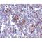 Transmembrane Channel Like 6 antibody, LS-C53286, Lifespan Biosciences, Immunohistochemistry frozen image 