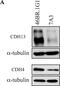Cadherin 4 antibody, NBP1-90370, Novus Biologicals, Western Blot image 