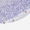 Protein Kinase C Gamma antibody, NBP2-38569, Novus Biologicals, Immunohistochemistry paraffin image 