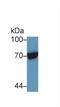 Heat Shock Protein Family A (Hsp70) Member 1 Like antibody, LS-C299237, Lifespan Biosciences, Western Blot image 