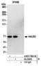 HAUS Augmin Like Complex Subunit 3 antibody, A305-738A-M, Bethyl Labs, Immunoprecipitation image 