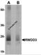 RWD Domain Containing 3 antibody, 5409, ProSci, Western Blot image 
