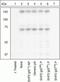 Protein Tyrosine Phosphatase Non-Receptor Type 11 antibody, GTX17940, GeneTex, Western Blot image 