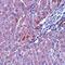 Breast Carcinoma Amplified Sequence 1 antibody, orb75369, Biorbyt, Immunohistochemistry paraffin image 