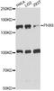 DEAH-Box Helicase 8 antibody, A14724, ABclonal Technology, Western Blot image 