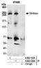 Vir Like M6A Methyltransferase Associated antibody, A302-124A, Bethyl Labs, Immunoprecipitation image 