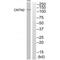 Contactin 2 antibody, A04936, Boster Biological Technology, Western Blot image 