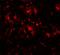 DAP1 antibody, A02756-1, Boster Biological Technology, Immunofluorescence image 