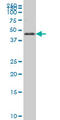 Forkhead Box A2 antibody, LS-C133255, Lifespan Biosciences, Western Blot image 