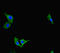Phosphoprotein Membrane Anchor With Glycosphingolipid Microdomains 1 antibody, LS-C678927, Lifespan Biosciences, Immunofluorescence image 