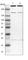 SYF2 Pre-MRNA Splicing Factor antibody, HPA018265, Atlas Antibodies, Western Blot image 