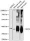 Gap Junction Protein Alpha 1 antibody, 14-130, ProSci, Western Blot image 