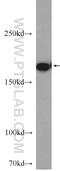 Myomesin 1 antibody, 20360-1-AP, Proteintech Group, Western Blot image 