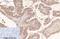 Lactalbumin Alpha antibody, M04858, Boster Biological Technology, Immunohistochemistry paraffin image 