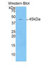Corticotropin Releasing Hormone antibody, LS-C293539, Lifespan Biosciences, Western Blot image 