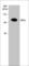 Component Of Inhibitor Of Nuclear Factor Kappa B Kinase Complex antibody, IM4761, ECM Biosciences, Western Blot image 