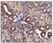 Solute Carrier Family 2 Member 4 antibody, NBP1-49533, Novus Biologicals, Immunohistochemistry frozen image 