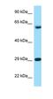 ADAMTS Like 2 antibody, orb331239, Biorbyt, Western Blot image 