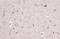 AIF1 antibody, GTX101495, GeneTex, Immunohistochemistry paraffin image 