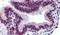 Mucin 13, Cell Surface Associated antibody, PA5-32937, Invitrogen Antibodies, Immunohistochemistry paraffin image 