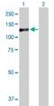 General Transcription Factor IIIC Subunit 2 antibody, H00002976-D01P, Novus Biologicals, Western Blot image 