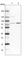 Protein O-Mannosyltransferase 2 antibody, HPA003663, Atlas Antibodies, Western Blot image 