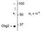 Oligodendrocyte Transcription Factor 2 antibody, NBP1-28667, Novus Biologicals, Western Blot image 