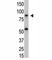 Inhibitor Of Nuclear Factor Kappa B Kinase Subunit Beta antibody, F40421-0.4ML, NSJ Bioreagents, Western Blot image 