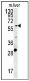 POTE ankyrin domain family member B antibody, AP53394PU-N, Origene, Western Blot image 