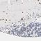 NAP-4 antibody, NBP2-13363, Novus Biologicals, Immunohistochemistry frozen image 