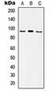 Integrin Subunit Alpha 5 antibody, orb214119, Biorbyt, Western Blot image 