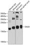 Synuclein Beta antibody, GTX64812, GeneTex, Western Blot image 
