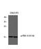 Proliferation And Apoptosis Adaptor Protein 15 antibody, A02988S116, Boster Biological Technology, Western Blot image 